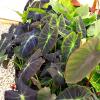 Colocasia Black Beauty | Elephant Ears | Buy Elephant Ears Plants Online